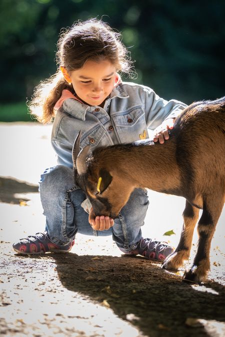 Mädchen füttert eine Ziege im Tierpark Olderdissen