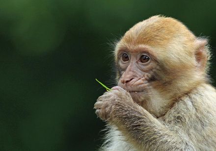Abenteuer im Affenfreigehege des Naturzoos in Rheine