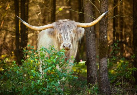 Rind im Wald