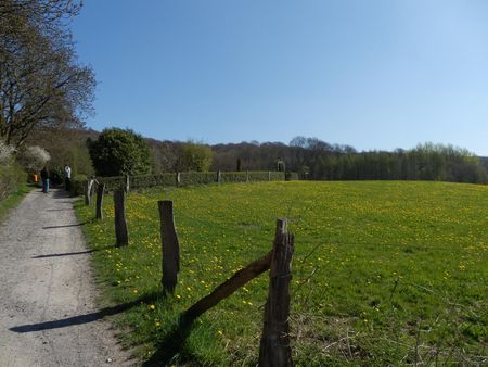 Weg entlang einer blühenden Wiese nahe dem Hermannsweg bei Lengerich