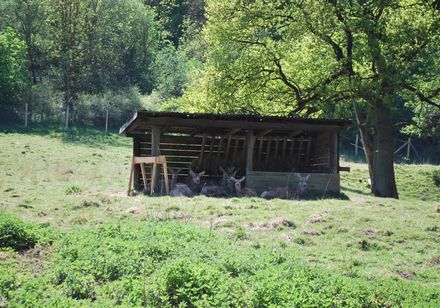 Willebadessen Wildgehege - Unterstand für Rotwild