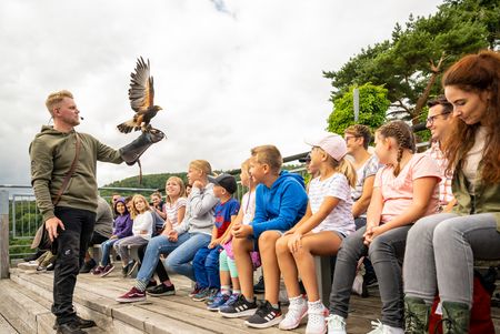 Flugshow Adlerwarte Berlebeck