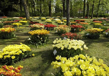 Tulpenblüte in Bad Driburg, Foto: Bad Driburger Touristik GmbH