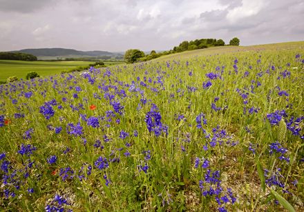 Blumen auf einer Wiese - Kalkmagerrasen Ossendorf