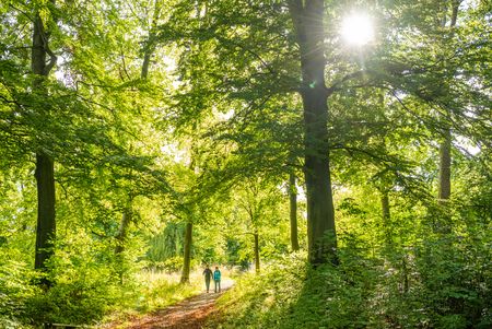 Wald an der Iburg, Bad Driburg