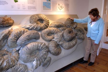 Riesenammoniten im Kultur- und Heimathaus Borgholzhausen
