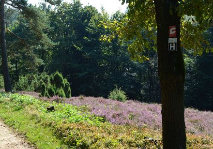 Wacholderheiden am Hermannsweg
