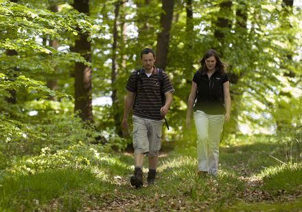 Zwei Wanderer in den Buchenwäldern der Weserhänge im Naturpark Teutoburger Wald / Eggegebirge
