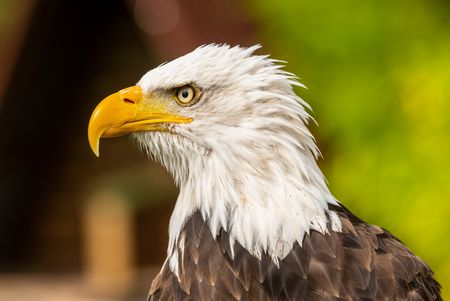 Weißkopfseeadler der Adlerwarte Berlebeck