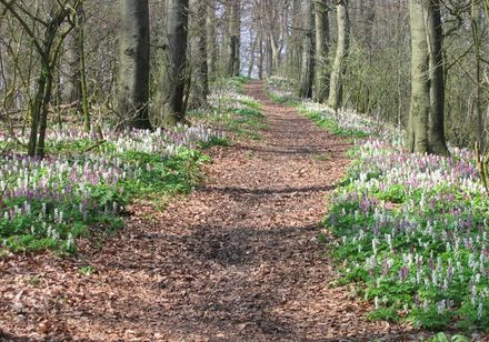 Wanderweg mit Lerchensporn bei Dissen am Teutoburger Wald