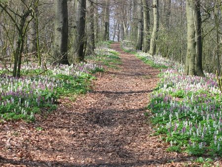 Wanderweg mit Lerchensporn bei Dissen am Teutoburger Wald