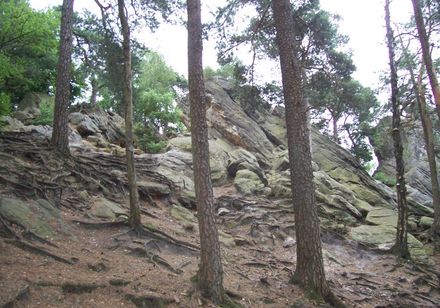 Hang mit Bäumen und Felsen an den Dörenther Klippen bei Ibbenbüren