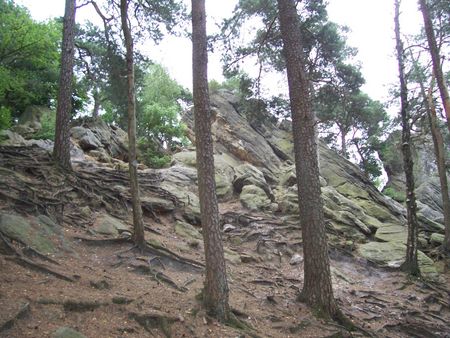 Hang mit Bäumen und Felsen an den Dörenther Klippen bei Ibbenbüren