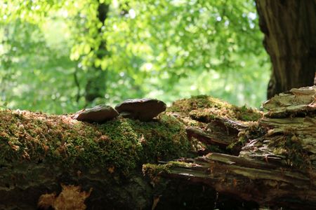 Nahaufnahme eines bemoosten Baumes im Naturerbewald bei Altenbeken