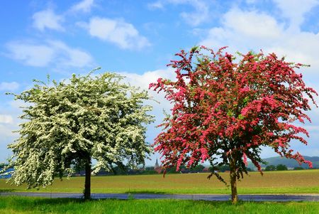 Rot- und Weißdorn in Hilter am Teutoburger Wald