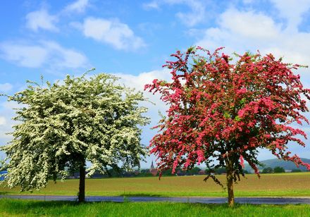 Rot- und Weißdorn in Hilter am Teutoburger Wald