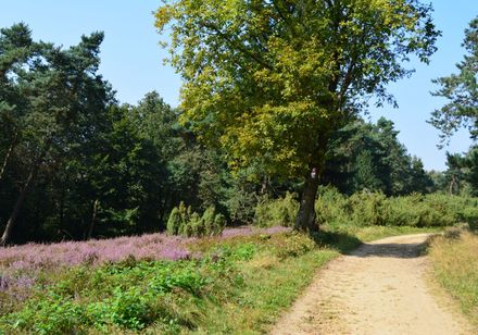 Wacholderheiden am Hermannsweg oberhalb Steinhagens