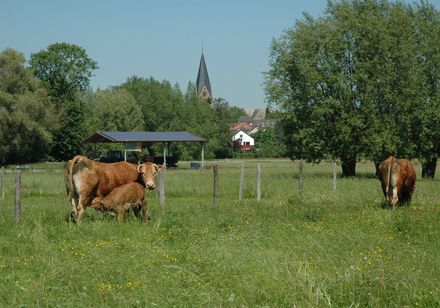 Kühe auf der Weide