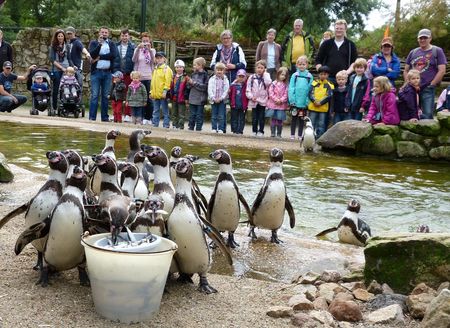Rheine - Pinguinfütterung im Naturzoo Rheine