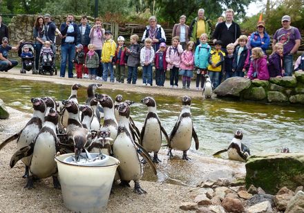 Rheine - Pinguinfütterung im Naturzoo Rheine