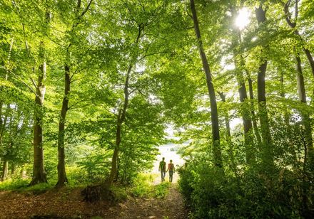 Wanderer im Wald