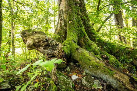 Romantischer Wald an der Iburg, Bad Driburg
