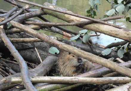 Biber im Tierpark Olderdissen, direkt am Hermannsweg Bielefeld