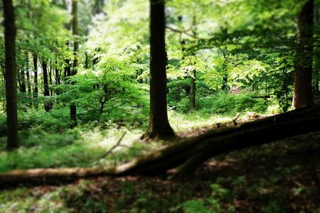 Naturwaldzelle in der Steinbeke