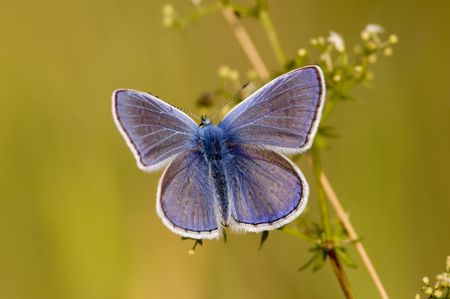 Schmetterling