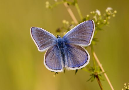 Schmetterling