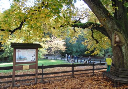 Herbststimmung im Tierpark Olderdissen, Bielefeld