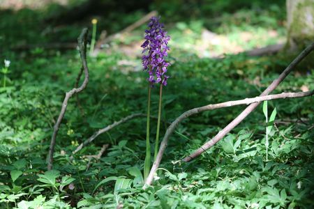 Männliches Knabenkraut im Naturschutzgebiet 
