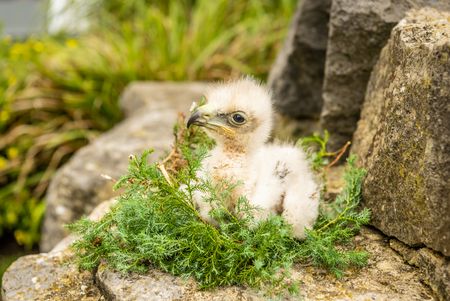 Jungvogel auf der Greifvogelwarte