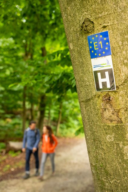 Markierungszeichen der Hermannshöhen an einem Baum, dahinter Wanderer