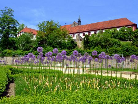 Blühender Lauch im Knotengarten am Iburger Schloß