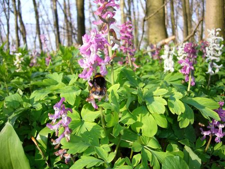 ein in Blüte stehender rosafarbener Lerchensporn