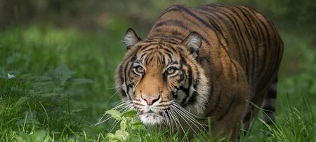 Rheine -Tiger im Naturzoo Rheine