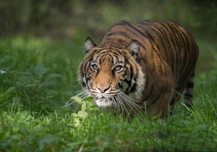 Tiger im Naturzoo Rheine