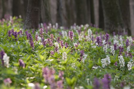 Blühender Lerchensporn - Blumen