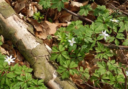 Natur pur am Wegesrand, bei Dissen am Teutoburger Wald