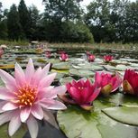Seerosenblüte im NaturaGart Park bei Ibbenbüren 