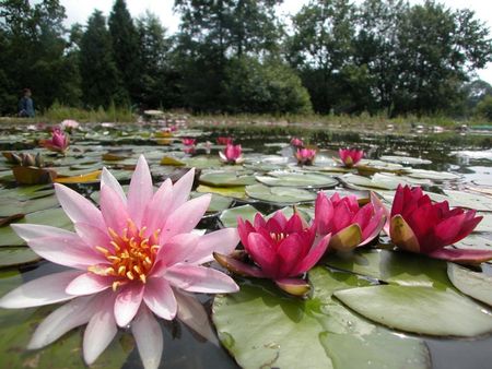 Seerosenblüte im NaturaGart Park bei Ibbenbüren 