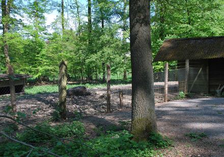 Willebadessen Wildgehege - Wildschwein