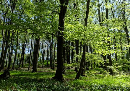 Junges Grün an den Buchen in Lage-Hörste