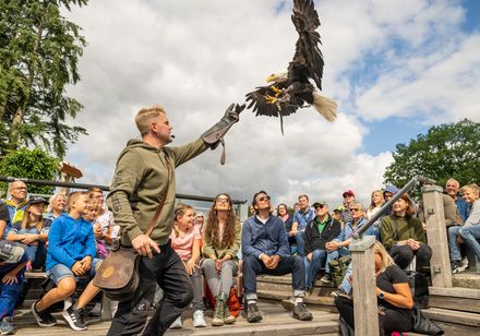 Freiflugshow mit dem Falkner auf der Adlerwarte Berlebeck
