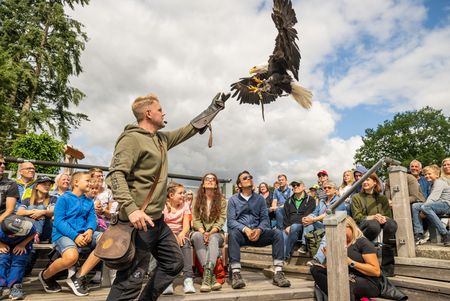 Freiflugshow mit dem Falkner auf der Adlerwarte Berlebeck