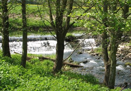 Emmer Flusslauf zwischen Bäumen